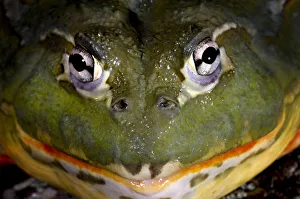 Pixie Frog {Pyxicephalus edulis} captive, from Africa