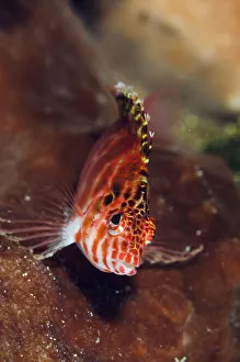 Pixy Hawkfish (Cirrhitichthys oxycephalus) Lembeh Strait, North Sulawesi
