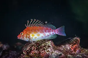 Galapagos Prints: Pixy hawkfish (Cirrhitichthys oxycephalus) portrait