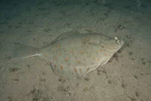 Marine Life of the Channel Islands by Sue Daly Gallery: Plaice (Pleuronectes platessa) Bouley Bay, Jersey, British Channel Islands