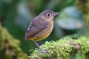 Antpitta Prints: Plain-backed antpitta (Grallaria haplonota) perched on branch in rainforest understorey