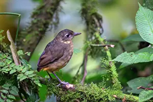 Antpitta Prints: Plain-backed antpitta (Grallaria haplonota) perched on branch in rainforest understorey
