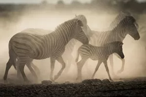 Plain / Burchells zebras in dust (Equus burchelli) Nxai Pan National Park, Botswana