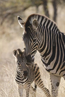 Affection Gallery: Plains zebra (Equus quagga) grooming foal, Kruger National Park, South Africa, July