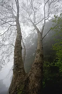 Images Dated 16th March 2009: Plane tree (Platanus sp) in mist, Ribeiro Frio area, Madeira, March 2009