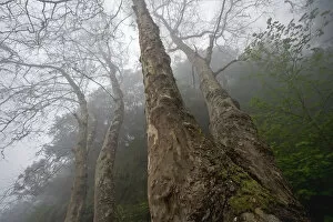 Plane trees (Platanus sp) in mist, Ribeiro Frio area, Madeira, March 2009