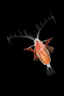 Deep Sea Prints: Planktonic copepod (Euchirella sp.) portrait