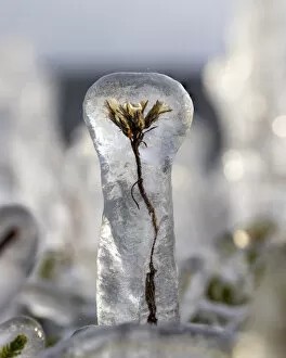 Plant encased in ice after a storm. Lake Tornetrask, North Sweden. October