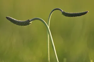 Two Plantain (Plantago sp) seed heads, Poland, May 2009