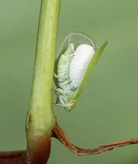 Parasite Prints: Planthopper parasite moth (Fulgoraecia exigua)