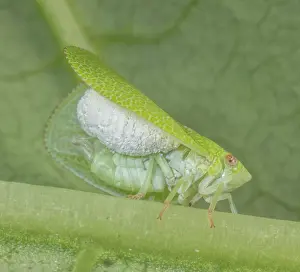 Parasite Prints: Planthopper parasite moth (Fulgoraecia exigua)