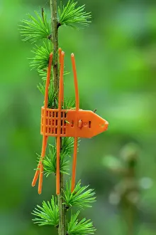 Conifers Prints: Plastic orange game browsing protection cuff placed on terminal shoot bud of young conifer as tree protector against