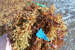 Environmental Issues Prints: Plastic waste caught up in Sargassum (Sargassum sp)