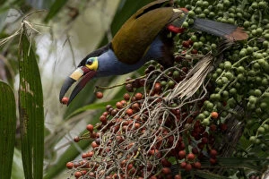 Andes Gallery: Plate billed mountain toucan (Andigena laminirostris) feeding on fruit, Mindo, Pichincha, Ecuador