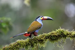 Ramphastidae Prints: Plate-billed mountain toucan (Andigena laminirostris) perched on branch in cloud forest understorey