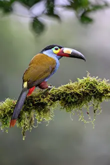 Ramphastidae Prints: Plate-billed mountain toucan (Andigena laminirostris) perched on branch in cloud forest understorey