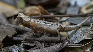 Chamaeleonidae Prints: Plated leaf chameleon (Brookesia stumpffi) in leaf litter