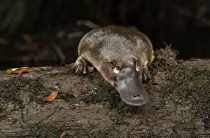 2019 April Highlights Collection: Platypus (Ornithorhynchus anatinus) just released onto a log in Little Yarra River