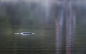 Platypus (Ornithorhynchus anatinus) in early morning light on Lake Elizabeth, Great