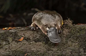 Platypus (Ornithorhynchus anatinus) just released onto a log in Little Yarra River