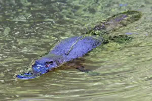 Monotreme Prints: Platypus (Ornithorhynchus anatinus) surfacing between foraging dives