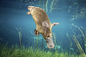 Platypus {Ornithorhynchus anatinus} swimming underwater Tasmania, Australia. Commposite