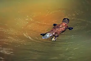 Creeks Prints: Platypus (Ornithorhynchus anatinus) swimming at surface of a creek