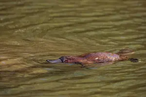 Ripple Prints: Platypus (Ornithorhynchus anatinus) swimming on surface of lake, Tasmania, Australia