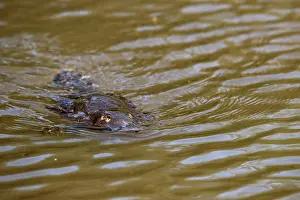 Ripple Prints: Platypus (Ornithorhynchus anatinus) swimming on surface of small lake, Tasmania, Australia