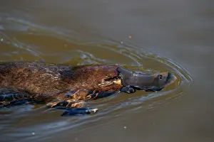 Monotreme Prints: Platypus (Ornithorhynchus anatinus) swimming across water surface in lake
