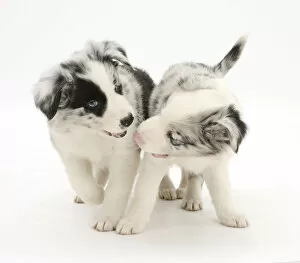 Animal Theme Gallery: Playful Border Collie puppies, 6 weeks