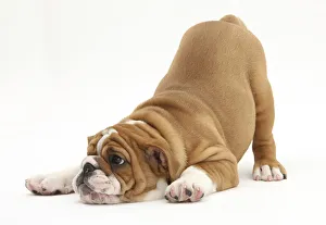 Images Dated 18th August 2010: Playful Bulldog puppy, 11 weeks, in play-bow
