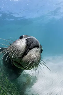 Playful juvenile Australian sea lion (Neophoca cinerea) greeting me in shallow water at Carnac Island in Western Australia