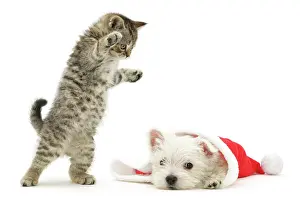 Christmas Prints: A playful tabby kitten pouncing on a West Highland White Terrier puppy as he pokes his head out from a Father Christmas