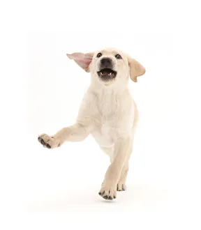 Images Dated 14th January 2016: Playful Yellow Labrador Retriever puppy, age 9 weeks