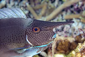 Pletail unicornfish (Naso brevirostris) juvenile, its horn will continue to grow as it