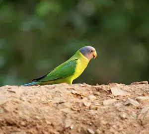 True Parrot Prints: Plum-headed parakeet (Psittacula cyanocephala) female
