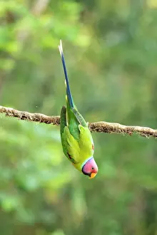 True Parrot Prints: Plum-headed parakeet (Psittacula cyanocephala) male