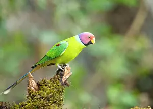 True Parrot Prints: Plum-headed parakeet (Psittacula cyanocephala) male