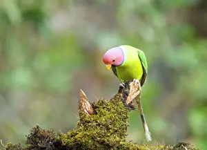 True Parrot Prints: Plum-headed parakeet (Psittacula cyanocephala) male