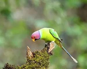 True Parrot Prints: Plum-headed parakeet (Psittacula cyanocephala) male