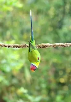 True Parrot Prints: Plum-headed parakeet (Psittacula cyanocephala) male