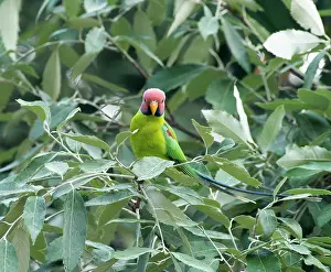True Parrot Prints: Plum-headed parakeet (Psittacula cyanocephala) male