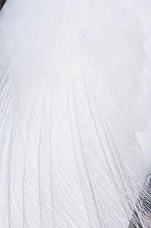 Detail of plumage of Great White Egret / Heron (Ardea herodia occidentalis). Ding Darling Reserve