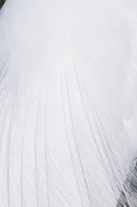 Part Of Prints: Detail of plumage of Great White Egret / Heron (Ardea herodia occidentalis)