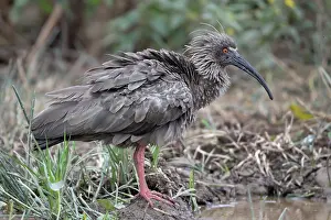 Threskiornithidae Prints: Plumbeus ibis (Theristicus caerulescens) portrait, Aguaisal, El Beni, Bolivia