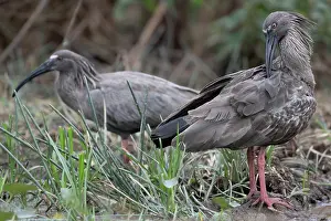 Grooming Prints: Two Plumbeus ibis (Theristicus caerulescens) one preening, Aguaisal, El Beni, Bolivia