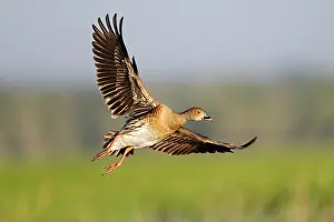 Anatidae Prints: Plumed whistling duck (Dendrocygna eytoni) taking flight