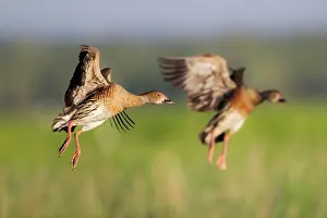 Billabong Prints: Two Plumed whistling ducks (Dendrocygna eytoni) coming into land
