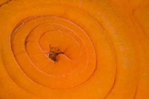 Orange Gallery: Detail of Plumose anemone (Metridium senile) in its retracted state at slack water